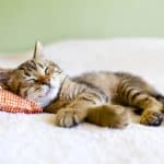 Physiology of Sleep: 10 Amazing Factors Behind Rest