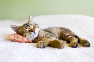 Physiology of Sleep: 10 Amazing Factors Behind Rest